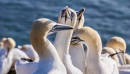 华体会体育网站-羽毛球世青赛中国队力保团体冠军，羽毛球世青赛冠军名单